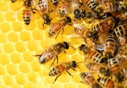 Como hacen las abejas la miel